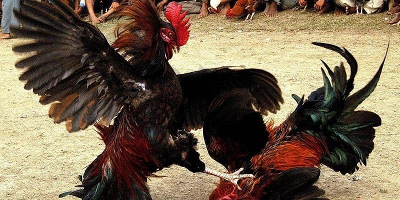 Luật đá gà thomo Luật đá gà thomo