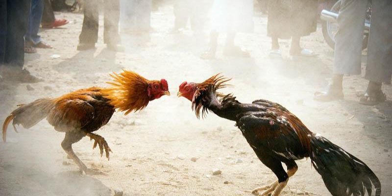Luật đá gà thomo Luật đá gà thomo