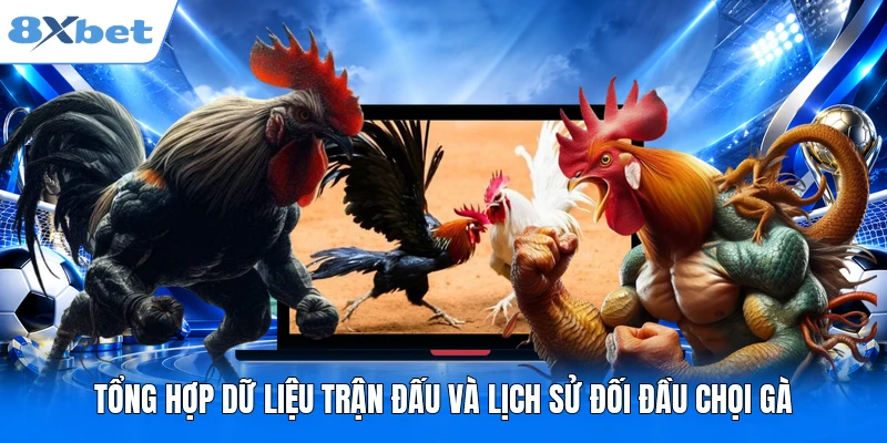 Đá gà C1 - Địa Chỉ Xem Trực Tiếp Đỉnh Cao Tại 8XBET Tổng hợp dữ liệu trận đấu và lịch sử đối đầu chọi gà